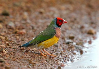 鳥(niǎo)的品種 各種類(lèi)型的鳥(niǎo)類(lèi)